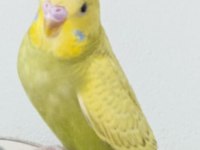 Erkek yavru muhabbet kuşu