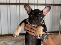 Black tan renk 3.5 aylık french bulldog