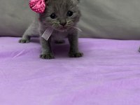 British Short Hair anne babası bize ait 1 aylık yavrular