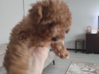 3 Aylık dişi toy poodle