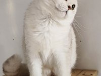 Scottish fold shorthair ns11 erkek