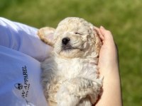 Nadir renk beyaz toy poodle