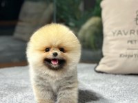 Çocuklarla Anlaşan Ayı Surat Pomeranian Yavrularımız