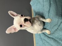 Safkan yüksek kalite french bulldog yavrularımız