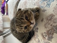sahibinden british shorthair