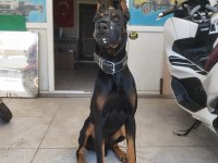 King doberman yavrularımız
