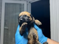 Şecere belgeli a kalite malinois yavruları