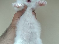 1 AYLIKTIR KEDİLER