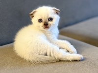 Scottish fold kedimiz