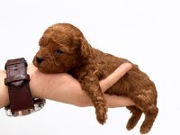 Kore Kan Hattına Sahip Toy Poodle Yavrular