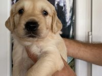 BABY FACE GOLDEN RETRİEVER BEBEKLER
