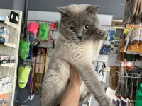 British shorthair kedimiz