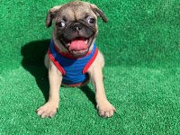 SAFKAN ORJİNAL DİŞİ VE ERKEK PUG MOPS YAVRULAR