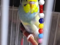 Rainbow Muhabbet Kuşu 4 Aylık