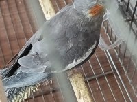 5 aylık konuşan sultan papağanı erkek