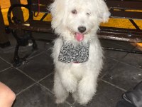 TERRİER EVCİL KÖPEK