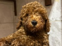 5 Aylık Toy Poodle Acil