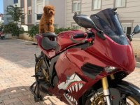 Kore yavrusu a kalite toy poodle red brown dişi erkek