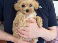 Evde Büyüyen Bebek Yüzlü Maltipoo Kızım