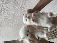 British longhair kedimiz