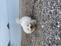 Maltese terrier 8 aylık
