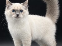 Safkan RAGDOLL Yavrular