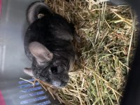 Chinchilla 6 aylık erkek