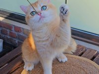British Shorthair Golden Dişi Ny12 14 Aylık Full Şecereli
