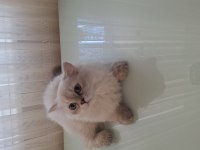 British longhair yavru
