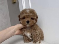 Toy Poodle Köpeği