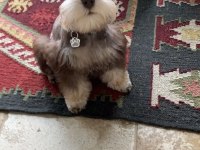 Schnauzer miniature yavrular