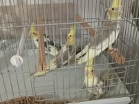 Yeni yeme düşen sultan papağanı yavrular