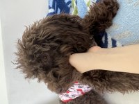 Toy poodle nadir çikolata renk