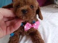 Ev Üretimi Kore Ve Kore Kan Toy Poodle Bebekler Çorlu