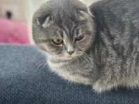 Scottish fold kedimiz
