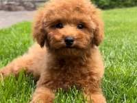 DÜNYA TATLISI POODLE YAVRULARI