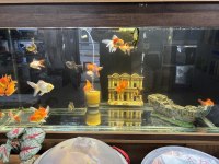 ORANDA JAPON BALIĞI