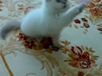 70 günlük erkek british shorthair kedisi