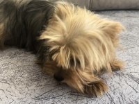 Safkan Yorkshire Terrier Dişi