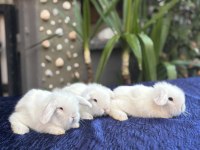 Veterinerde Hollanda Lop Mini Lop Cüce Tavşan Yavrular