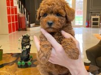 BİR BİRİNDEN SEVİMLİ POODLE BEBEKLERİ