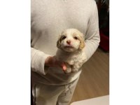 Minik Maltipoo Bebeğim