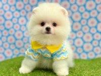 Safkan Pomeranian Boo Bebekler