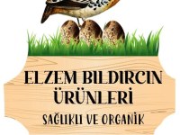 Anaç Altı Genç Bıldırcın