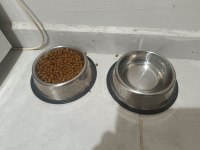 Tamamen ücretsiz british shorthair