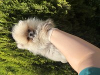 Pomeranian boo dişi yavru