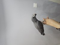FULL EVCİL KONUŞAN JAKO