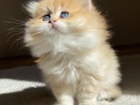 British longhair Ny11 Ny12 bebekler yeni ailelerini bekliyor