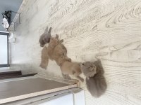 1 aylık 6 adet safkan british shorthair kediler