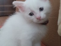 Safkan Ankara Kedisi 1,5 Aylık